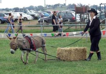 Equestrian Expo