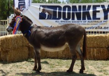 National Donkey All Breeds Show